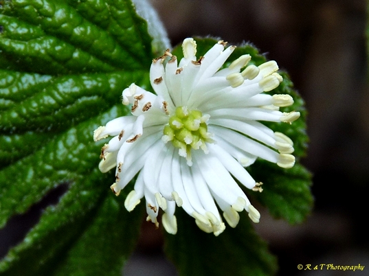 {Hydrastis canadensis}